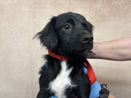 MONSTER, a dog for adoption from San Bernardino City Animal Control