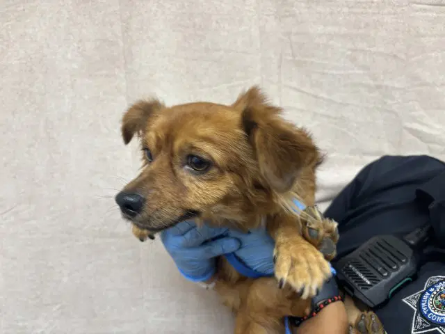 Canelo - Chihuahua