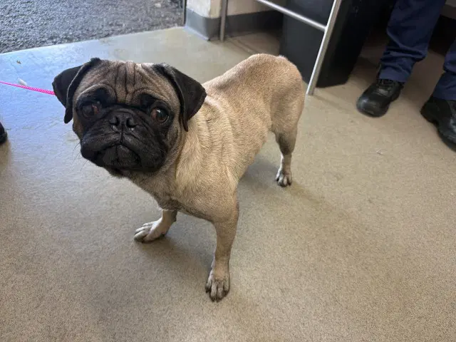 Pugsworth - Pug