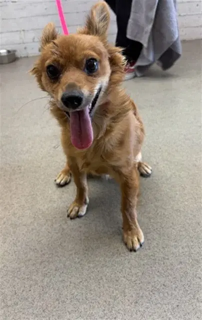 Macaroni - Chihuahua