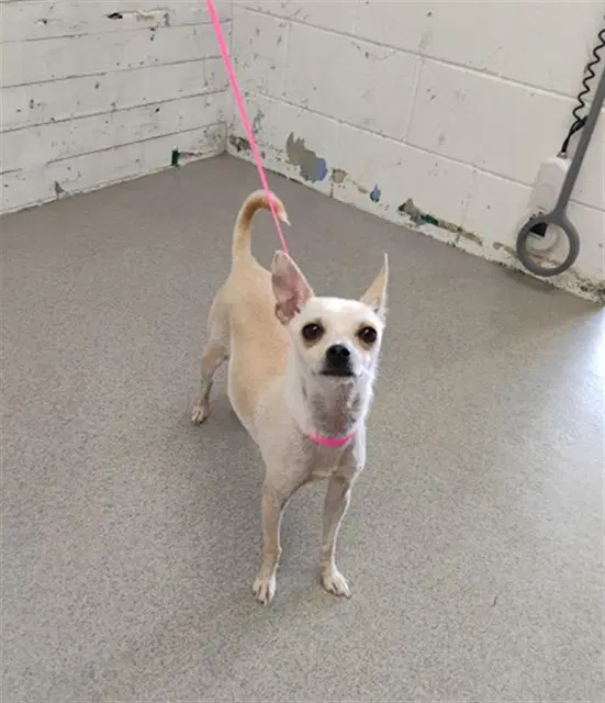 Xoie - Chihuahua