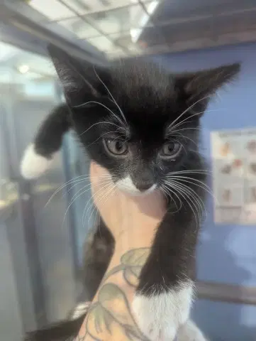 Batcat - Domestic Short Hair