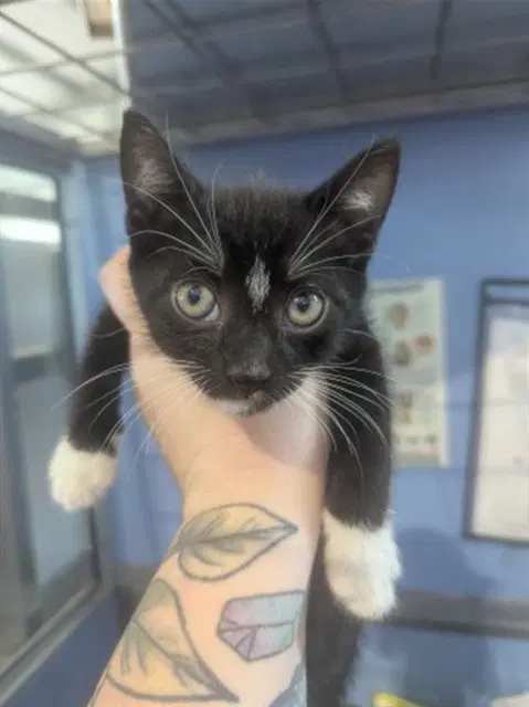 Batcat - Domestic Short Hair