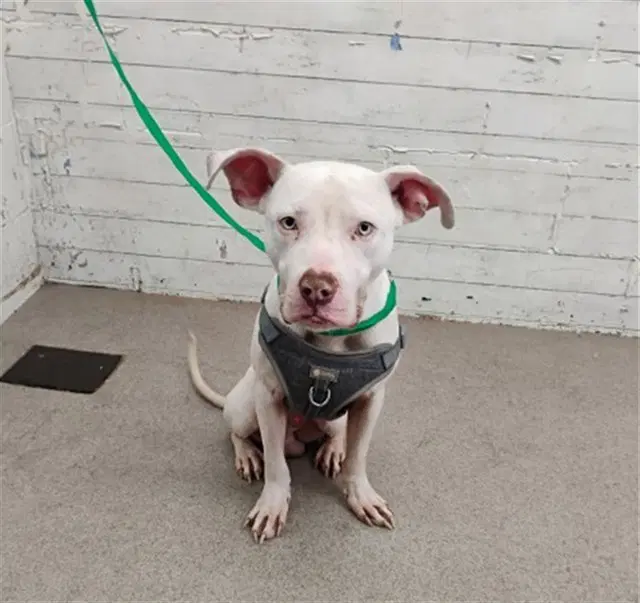 Violet - Pit Bull Terrier