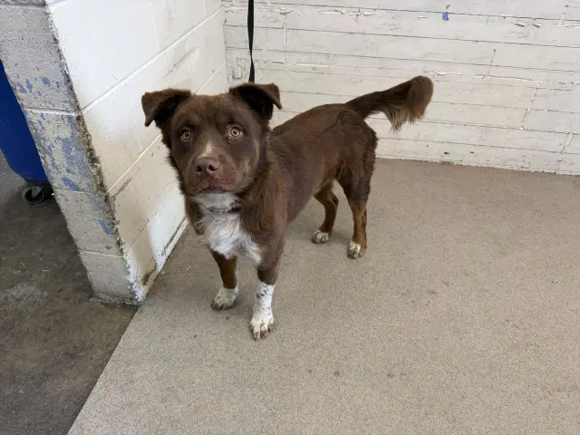 Fozzie - Australian Shepherd
