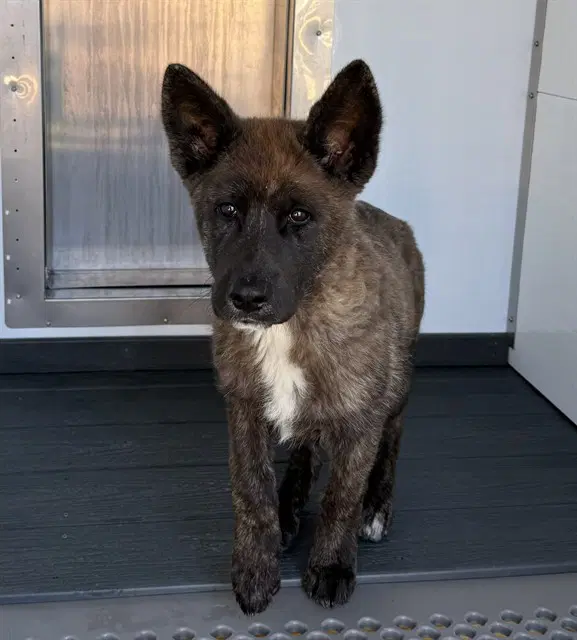Samie - Akita