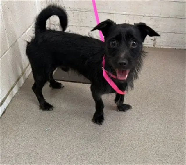 Earnie - Terrier