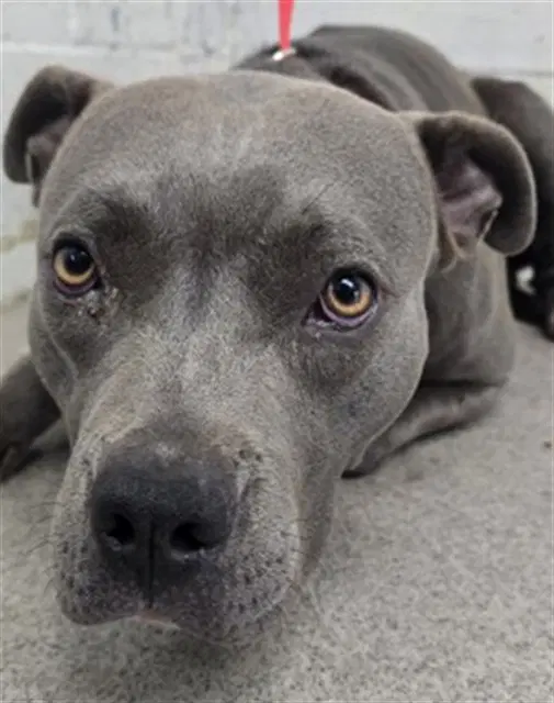Bubbles - Pit Bull Terrier