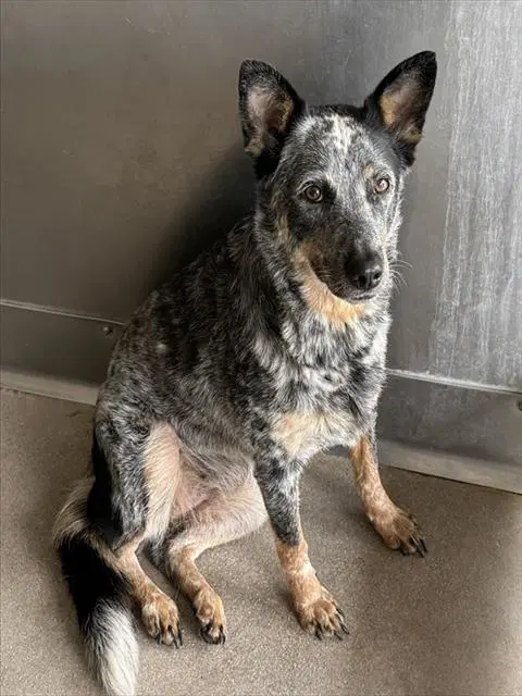 Piper - Australian Cattle Dog/Blue Heeler
