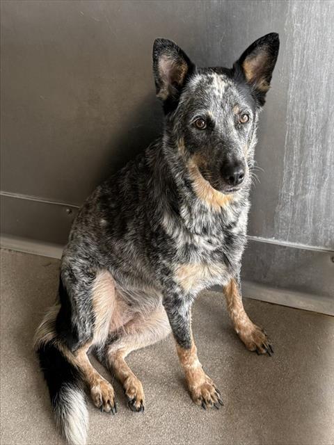 Piper