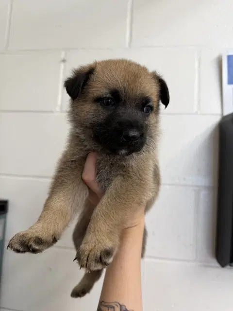 Juliet - German Shepherd Dog
