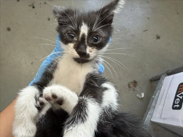 Boba - Domestic Short Hair