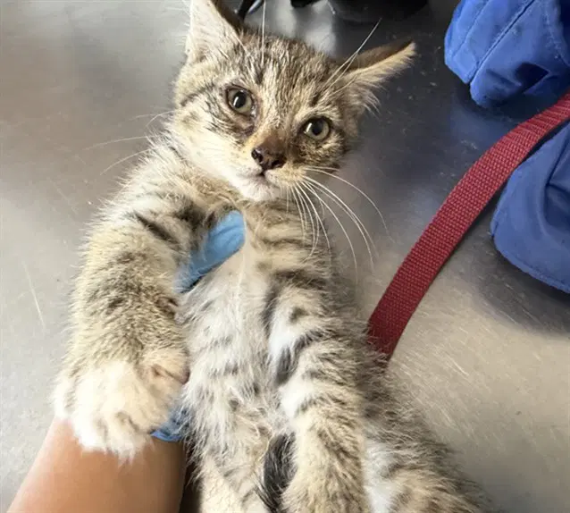 Fizz - Domestic Short Hair