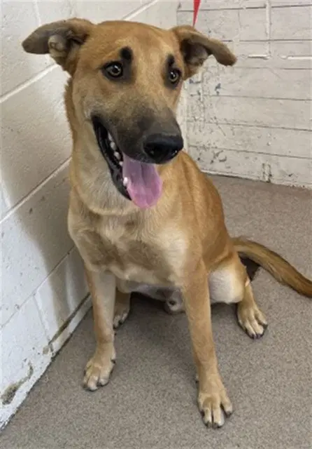 Frost - German Shepherd Dog