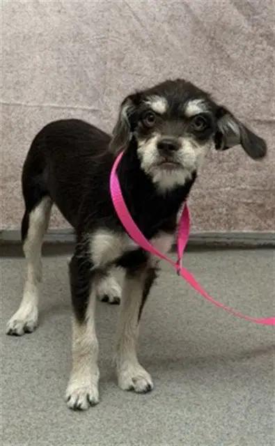 Diva - Chihuahua
