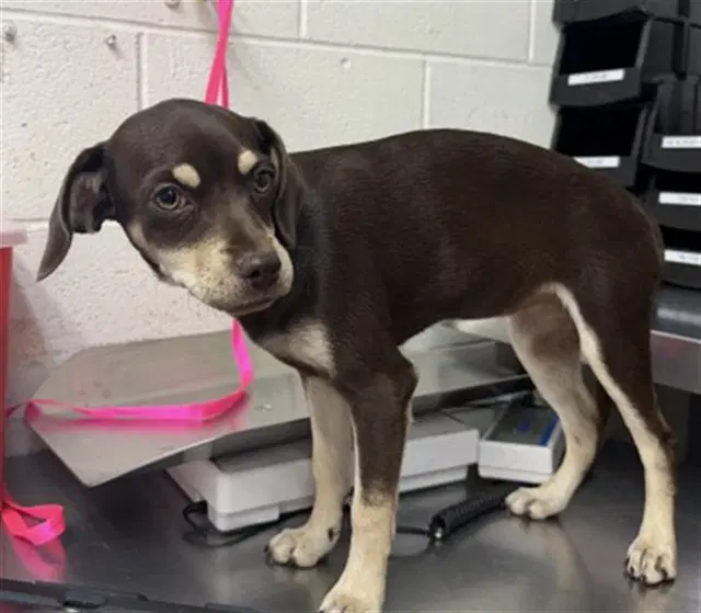 Harmony - Chihuahua