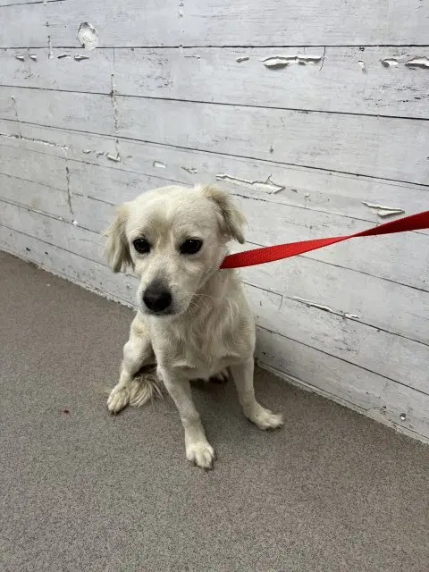 Darwin - Terrier