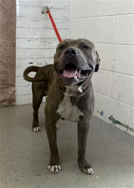 Comet - Pit Bull Terrier