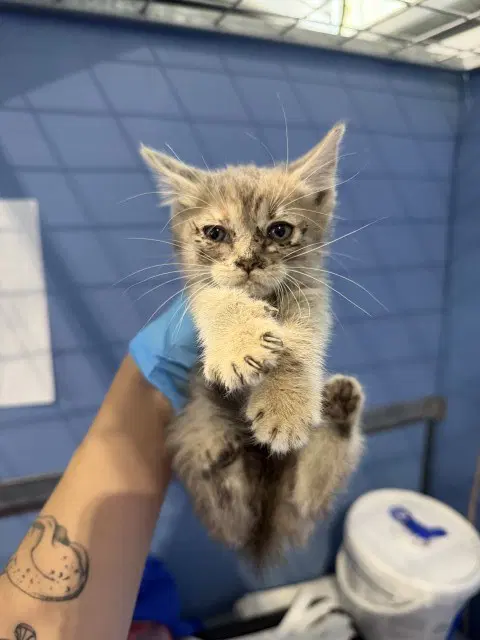 Kellie - Domestic Short Hair