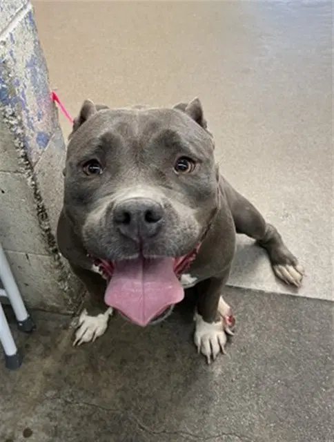 Molly - Pit Bull Terrier