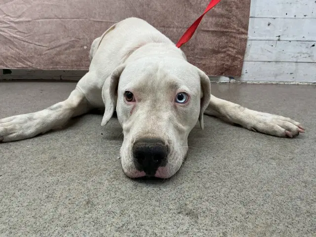 Andrea - Pit Bull Terrier