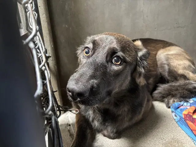 Snickers - Labrador Retriever
