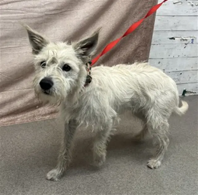Scotty - Miniature Schnauzer