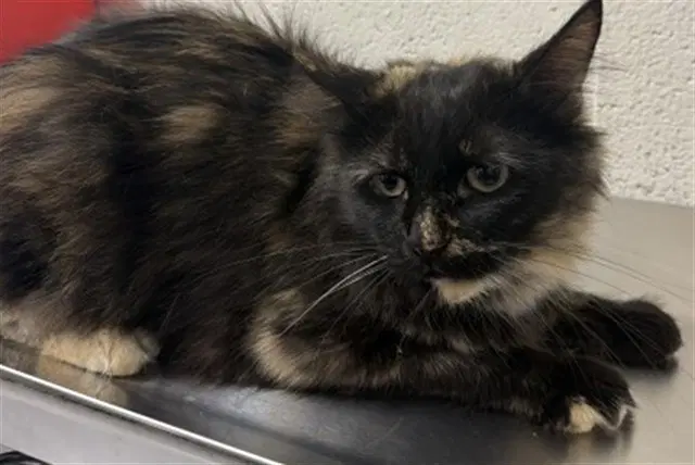 Monroe - Domestic Medium Hair