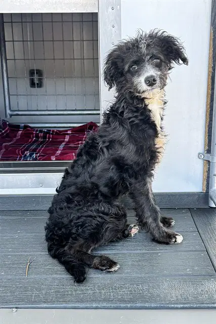 Emilio - Poodle (Miniature)
