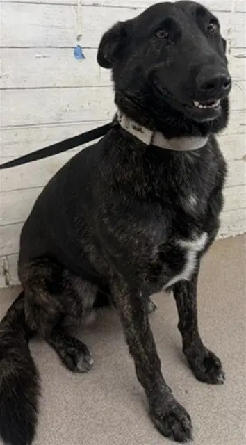 Journey - German Shepherd Dog