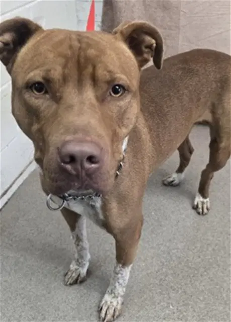 Beckham - Pit Bull Terrier