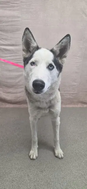 Kinsley - Siberian Husky