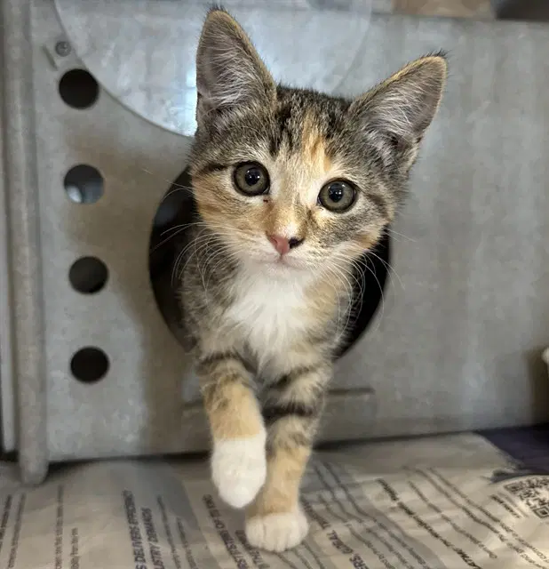 Bonita - Domestic Short Hair