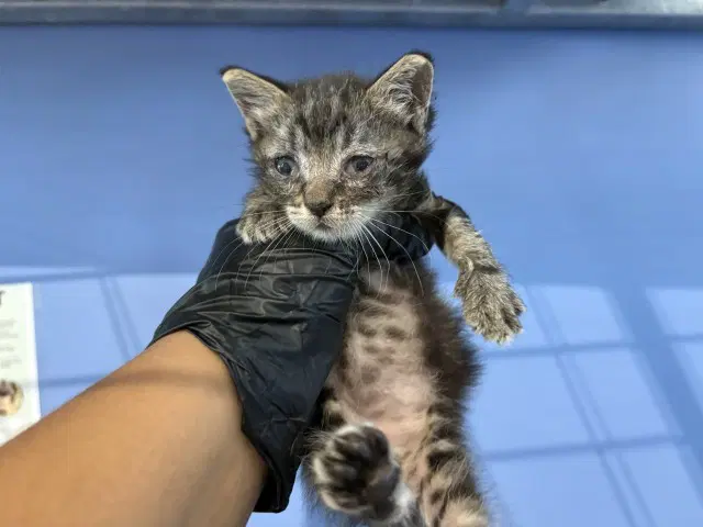 Leon - American Shorthair