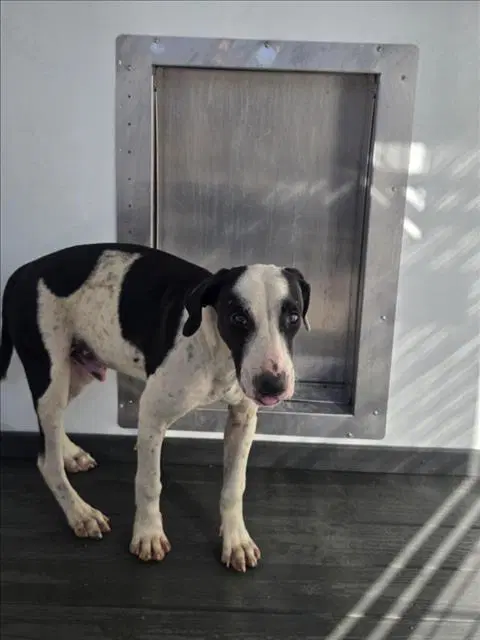 Noe - Pit Bull Terrier