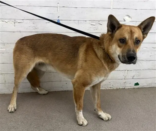 Chris - German Shepherd Dog