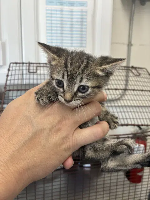 Carina - Domestic Short Hair