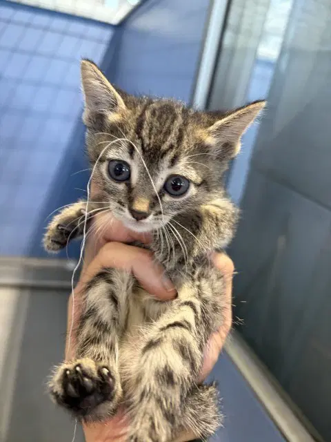Cathryn - Domestic Short Hair