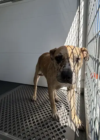 Nami - Pit Bull Terrier
