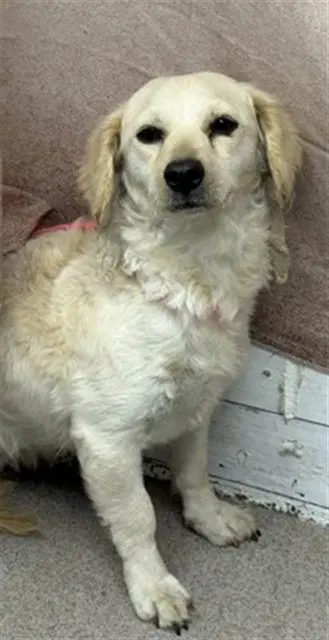 Kerry - Dachshund