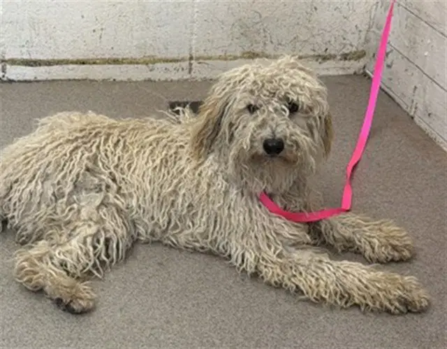 Pippy - Poodle (Miniature)