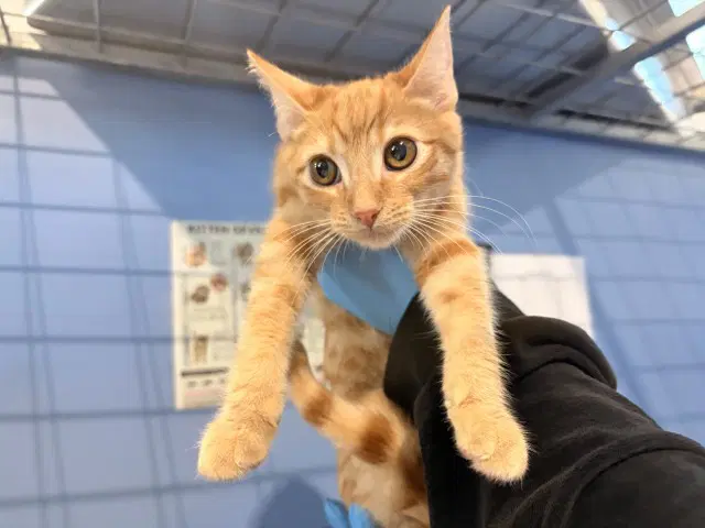 Pollo - Domestic Short Hair