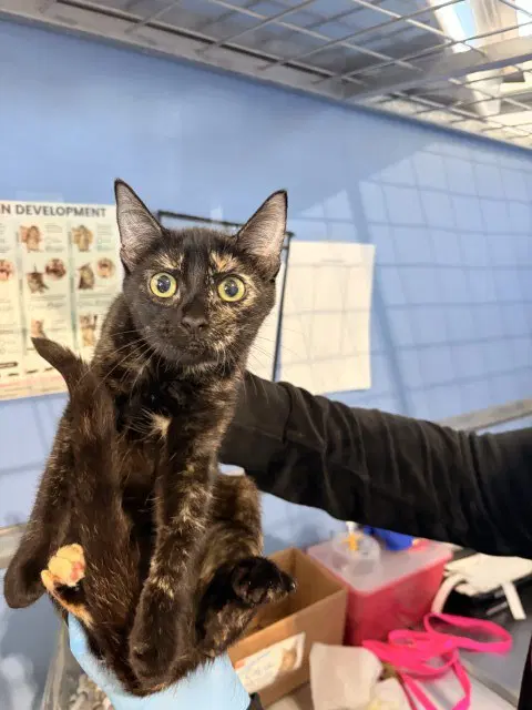 Valentina - Domestic Short Hair