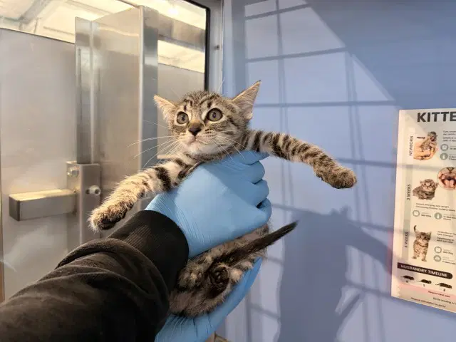 Berry Jam - Domestic Short Hair