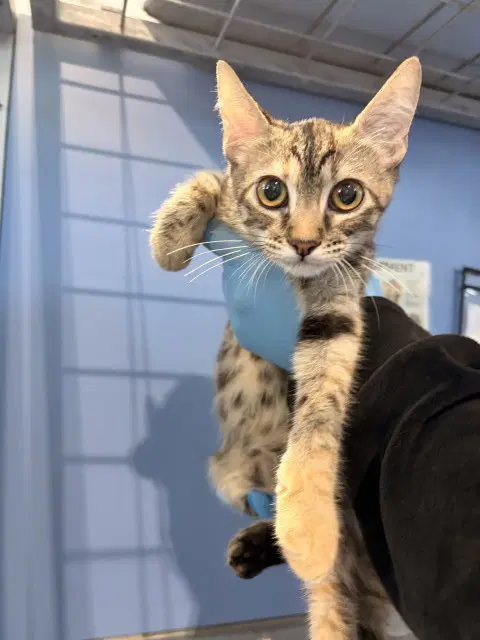 Viana - Domestic Short Hair