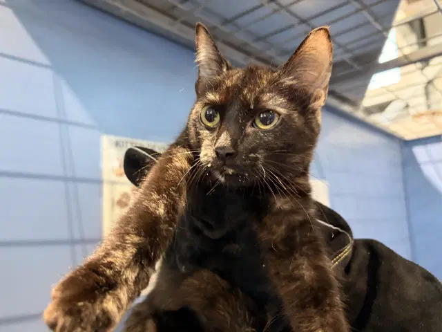 Victoria - Domestic Short Hair
