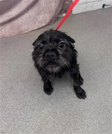 Jim - Terrier