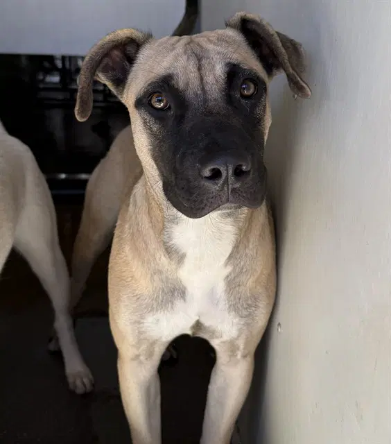 Emerald - Pit Bull Terrier