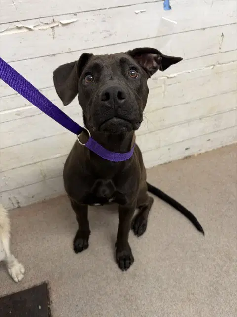 Sol - Labrador Retriever