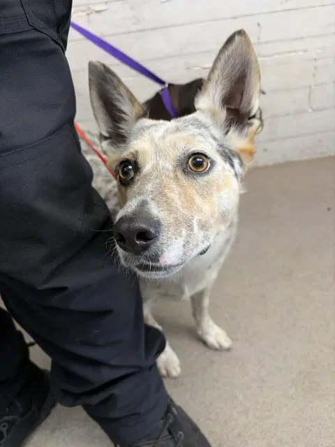 Sandra - Australian Cattle Dog/Blue Heeler